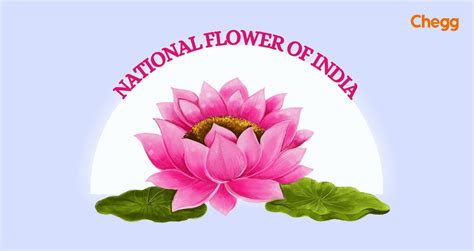 What is the national flower of Holy See, Meaning and .